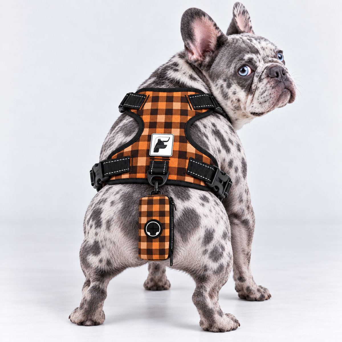 Autumn Buffalo Check matching harness and poop bag holder on our Frenchie model