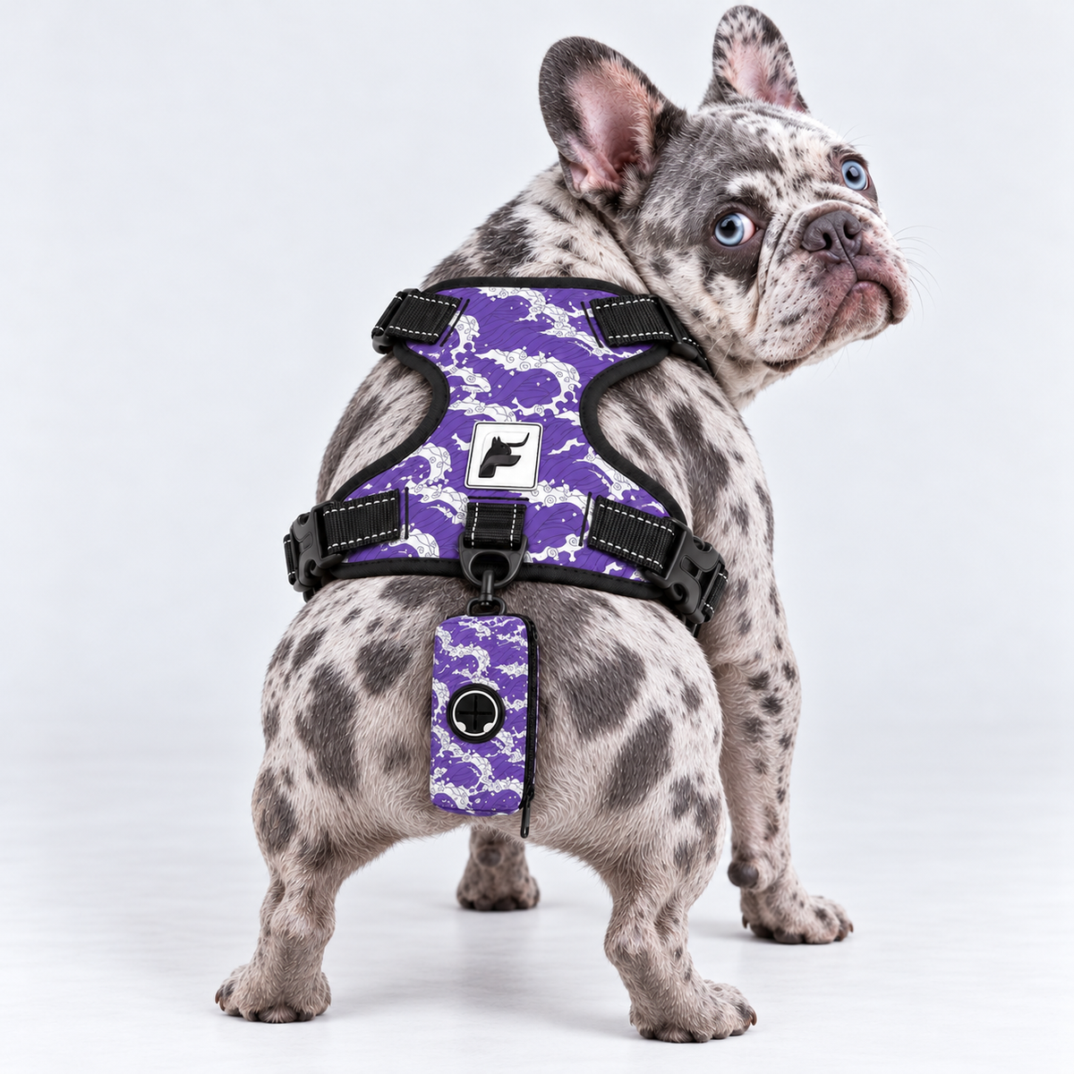 Purple Skeleton matching harness and poop bag holder on our Frenchie model