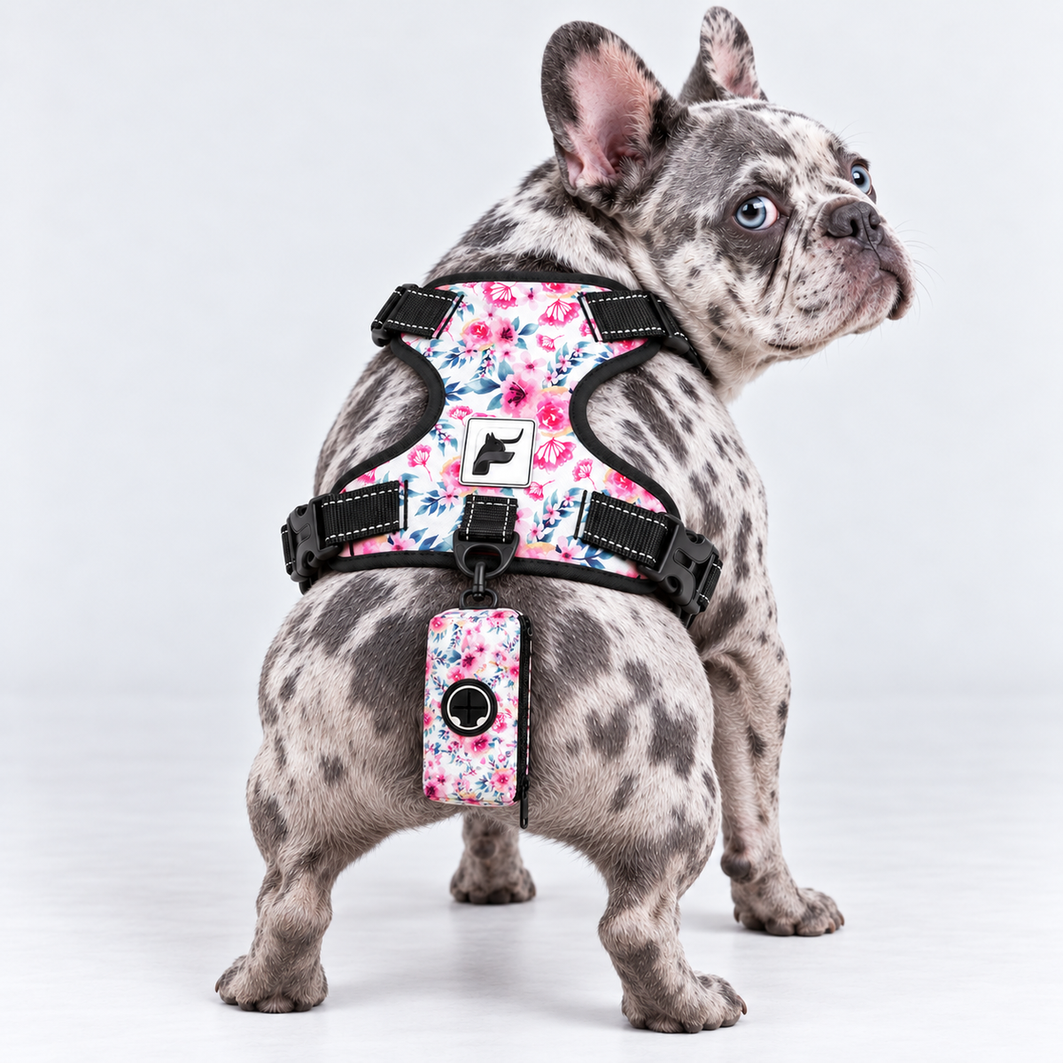 Pink Blossom matching harness and poop bag holder on our Frenchie model