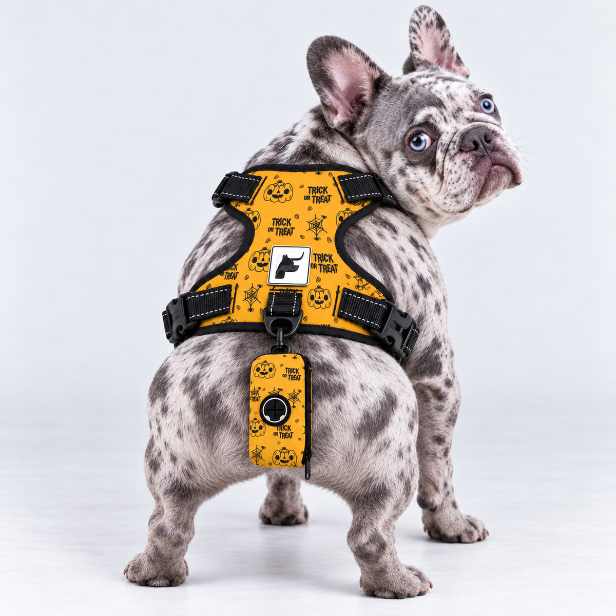 Trick or Treat matching harness and poop bag holder on our Frenchie model