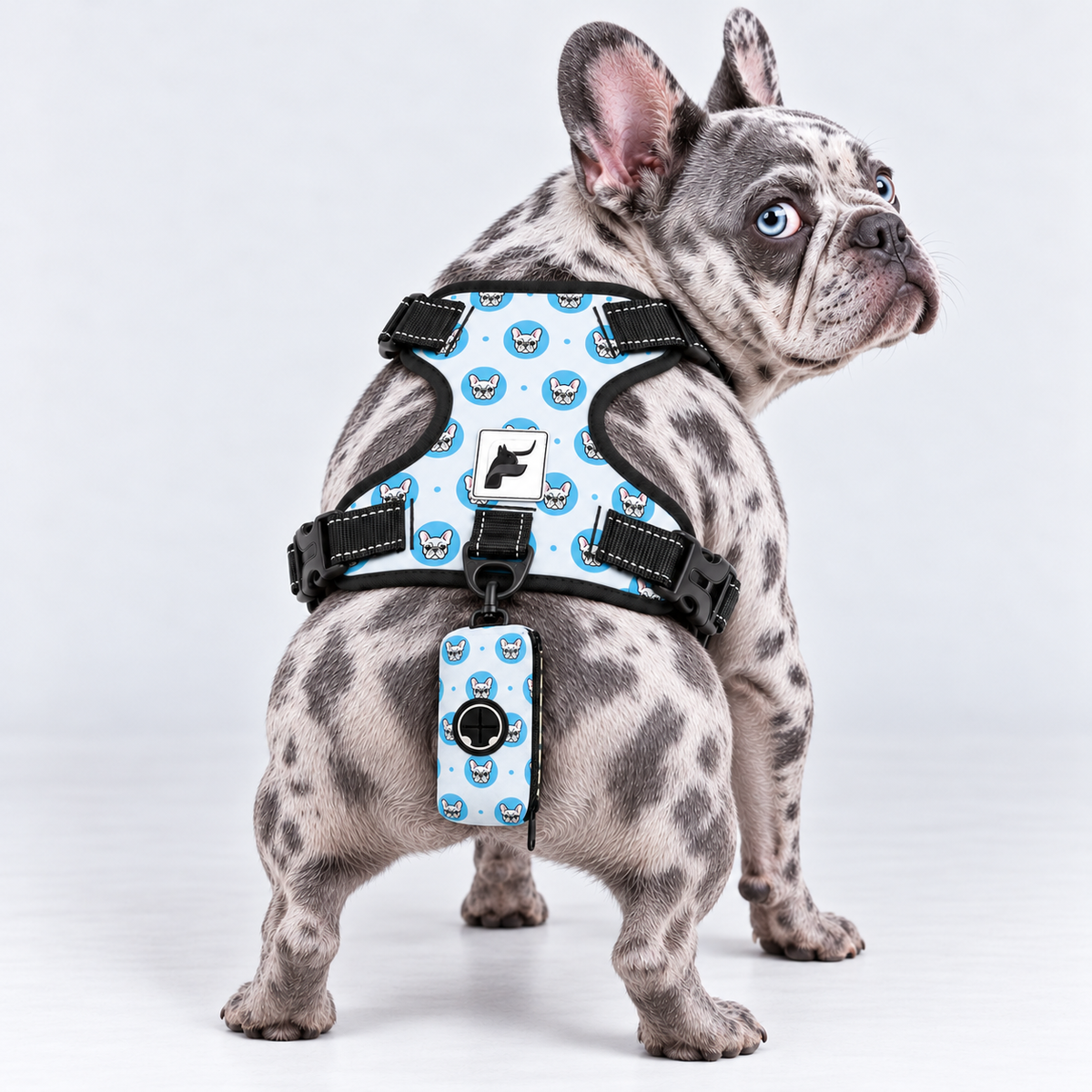 Blue Frenchie Faces matching harness and poop bag holder on our Frenchie model