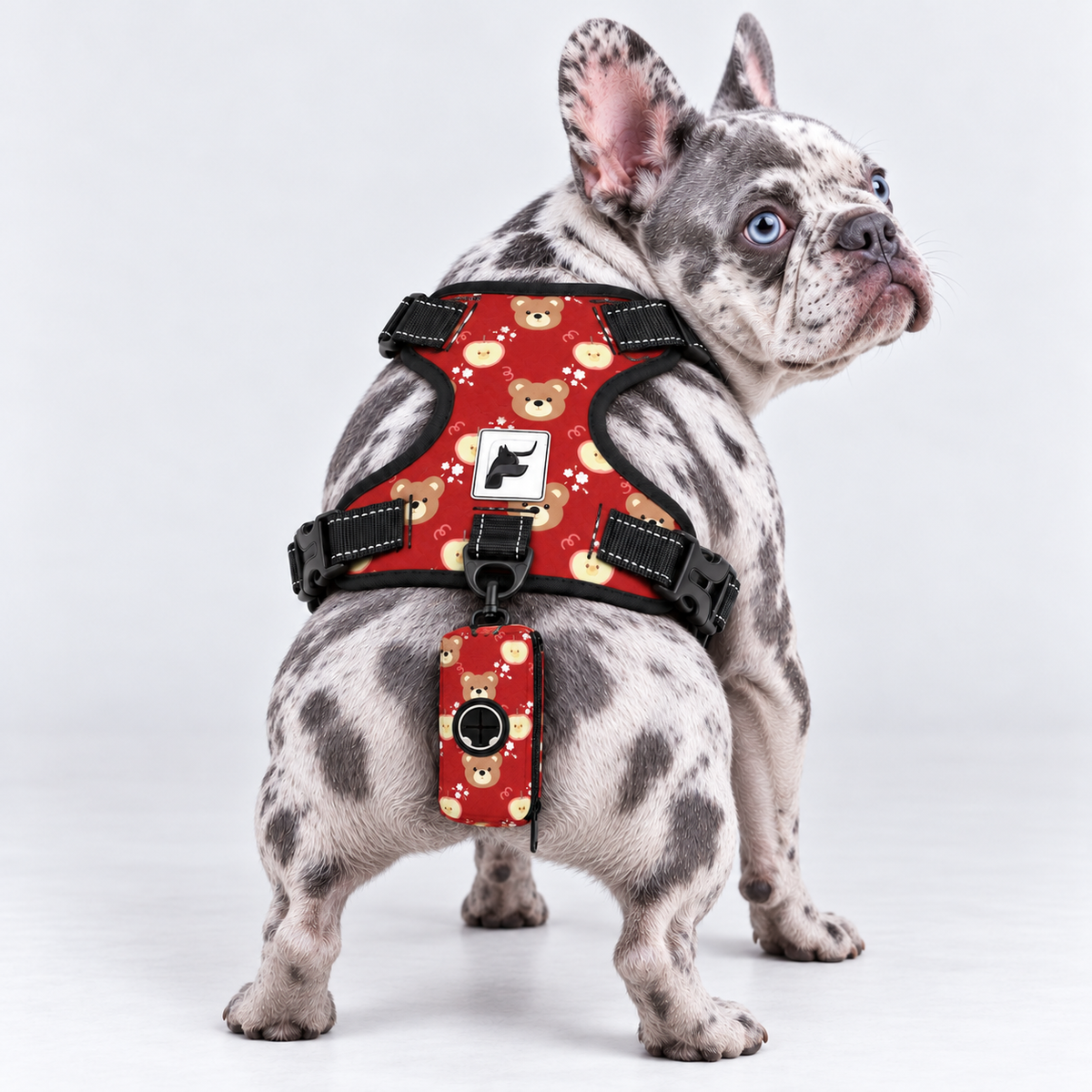 Holiday Teddy matching harness and poop bag holder on our Frenchie model