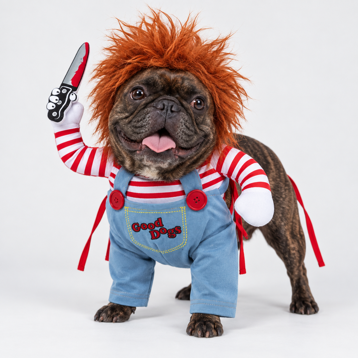 Dark brindle French bulldog wearing the scary doll Halloween costume