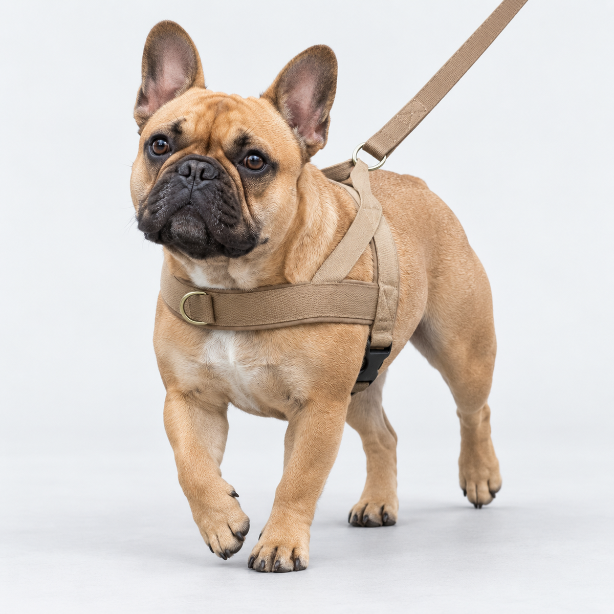 French Bulldog walking in a reflective tactical harness and leash, front view