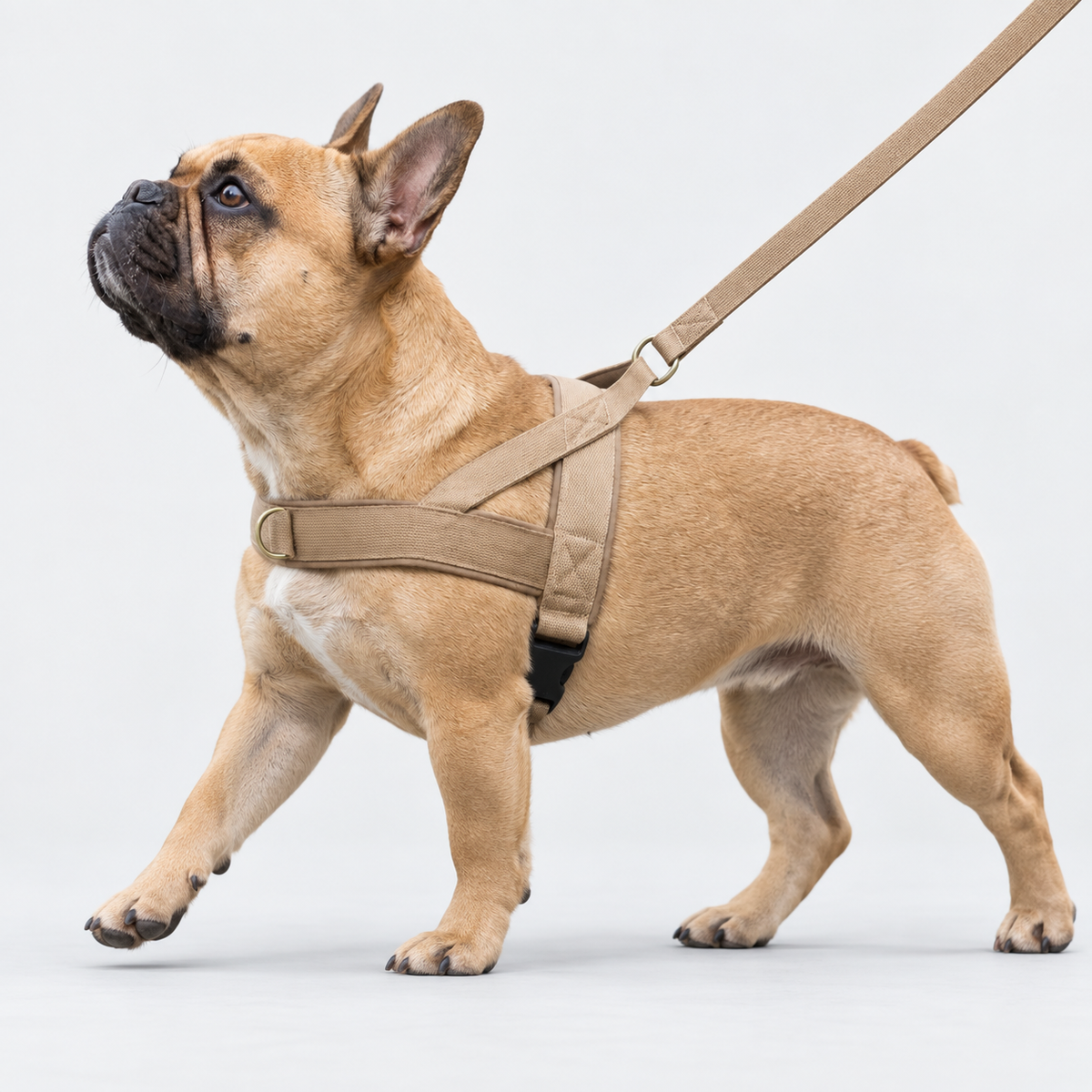 French Bulldog walking in a tactical no-pull harness and leash, side view