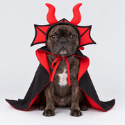 French Bulldog Vampire Halloween Costume
