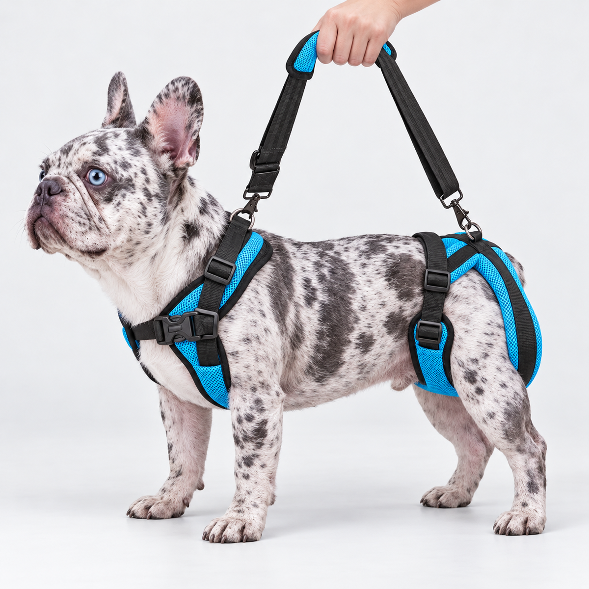 Front and Rear French Bulldog Support Harness — Blue — Frenchie wearing product