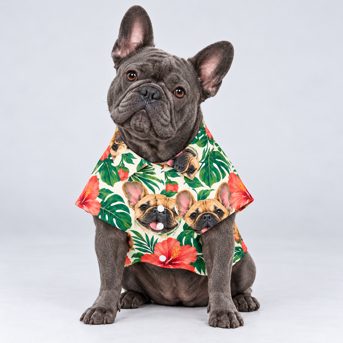 Aloha Frenchie Hawaiian Dog Shirt on our Frenchie model, front view