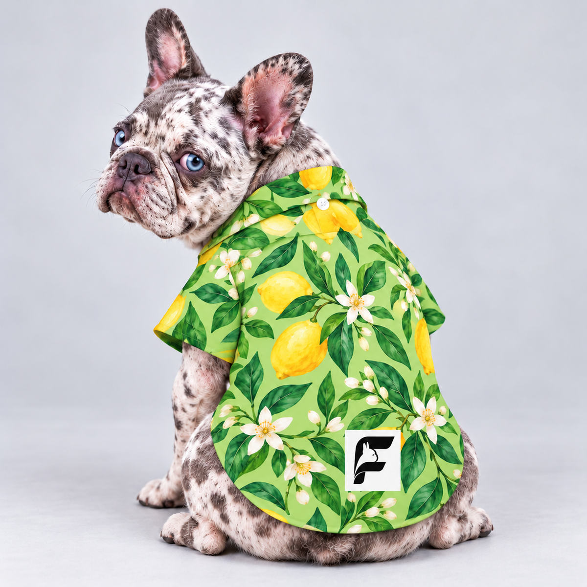 Lemon Lagoon Hawaiian Dog Shirt on our Frenchie model, back view with white-square logo