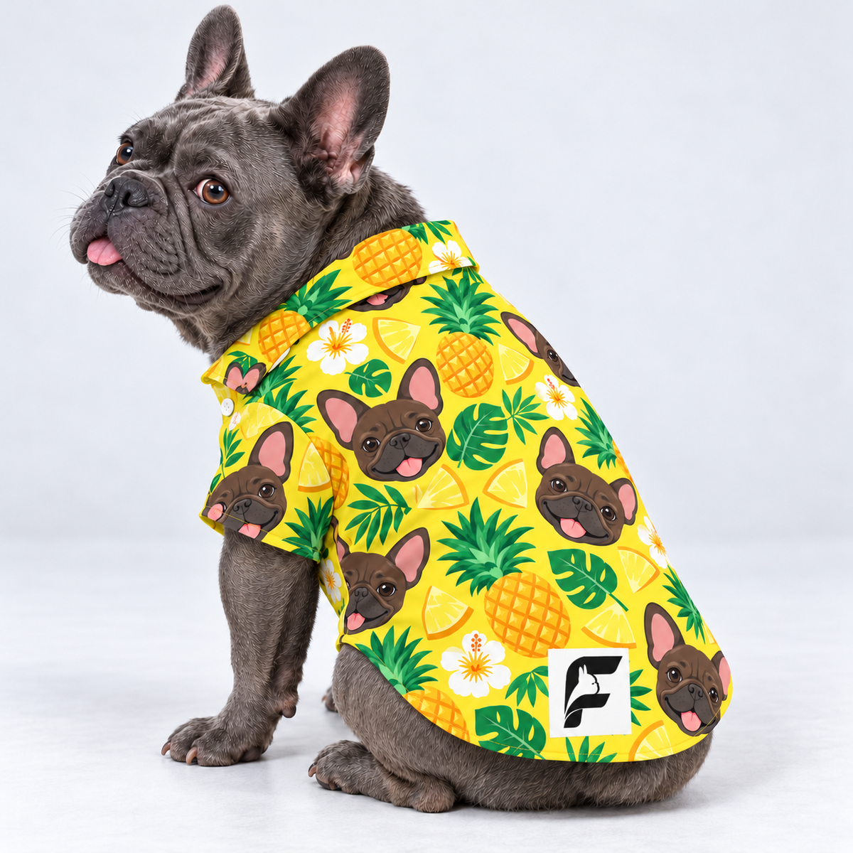 Pineapple Pup Hawaiian Dog Shirt on our Frenchie model, back view with white-square logo