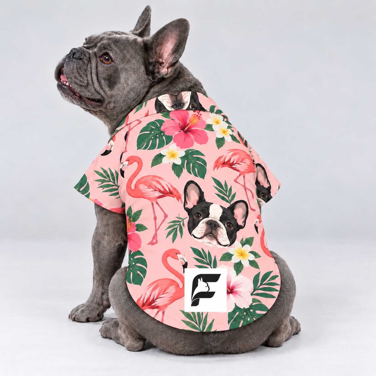 Flamingo Frenchie Hawaiian Dog Shirt on our Frenchie model, back view with white-square logo