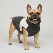 French Bulldog wearing fleece high-neck vest