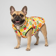 French Bulldog wearing fruit print jacket