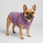 French Bulldog in purple sherpa vest