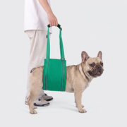 French Bulldog in green mobility aid lift harness