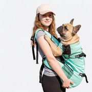French Bulldog in travel version carrier backpack