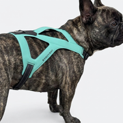 French Bulldog ergonomic waterproof leather chest harness