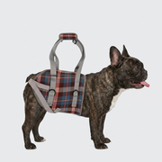 French Bulldog lift harness support and comfort