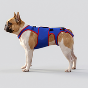 French Bulldog vet-approved spinal support back care vest