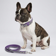 French Bulldog reflective collar leash set pink