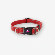 French Bulldog Surge Collar