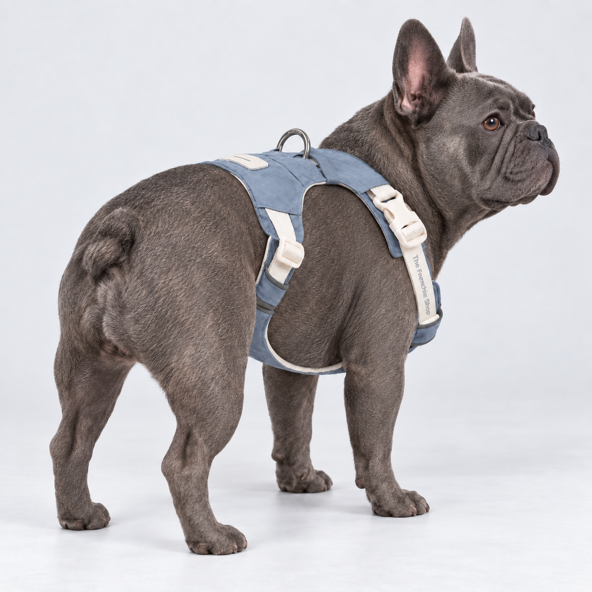 Lightweight French Bulldog Harness & Matching Leash — Blue – Harness — Frenchie wearing product