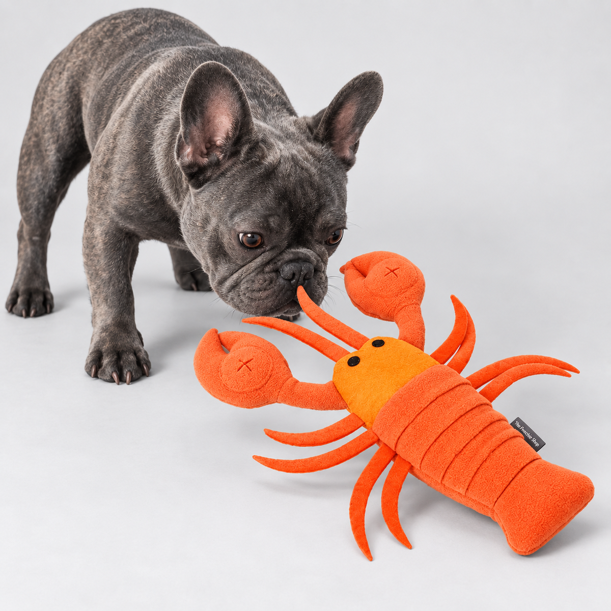 Lobster French Bulldog Snuffle Toy — Orange studio photo