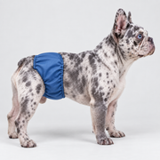Male French Bulldog Belly Band — Standard Blue studio photo