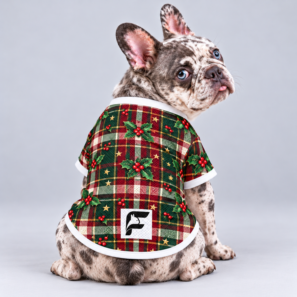 Holiday Tartan mesh dog shirt, back view on our Frenchie model with signature white-square logo