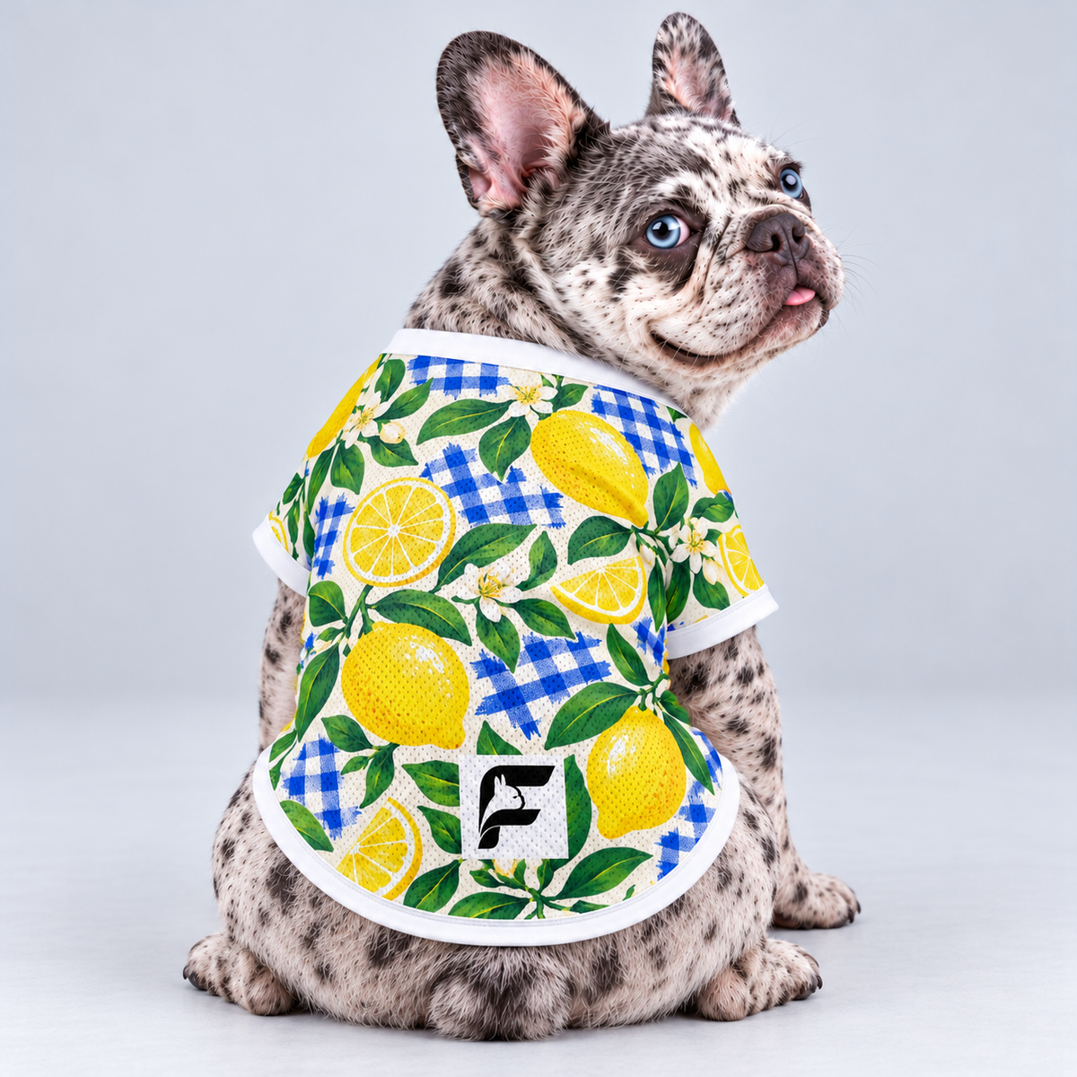 Citrus Picnic mesh dog shirt, back view on our Frenchie model with signature white-square logo