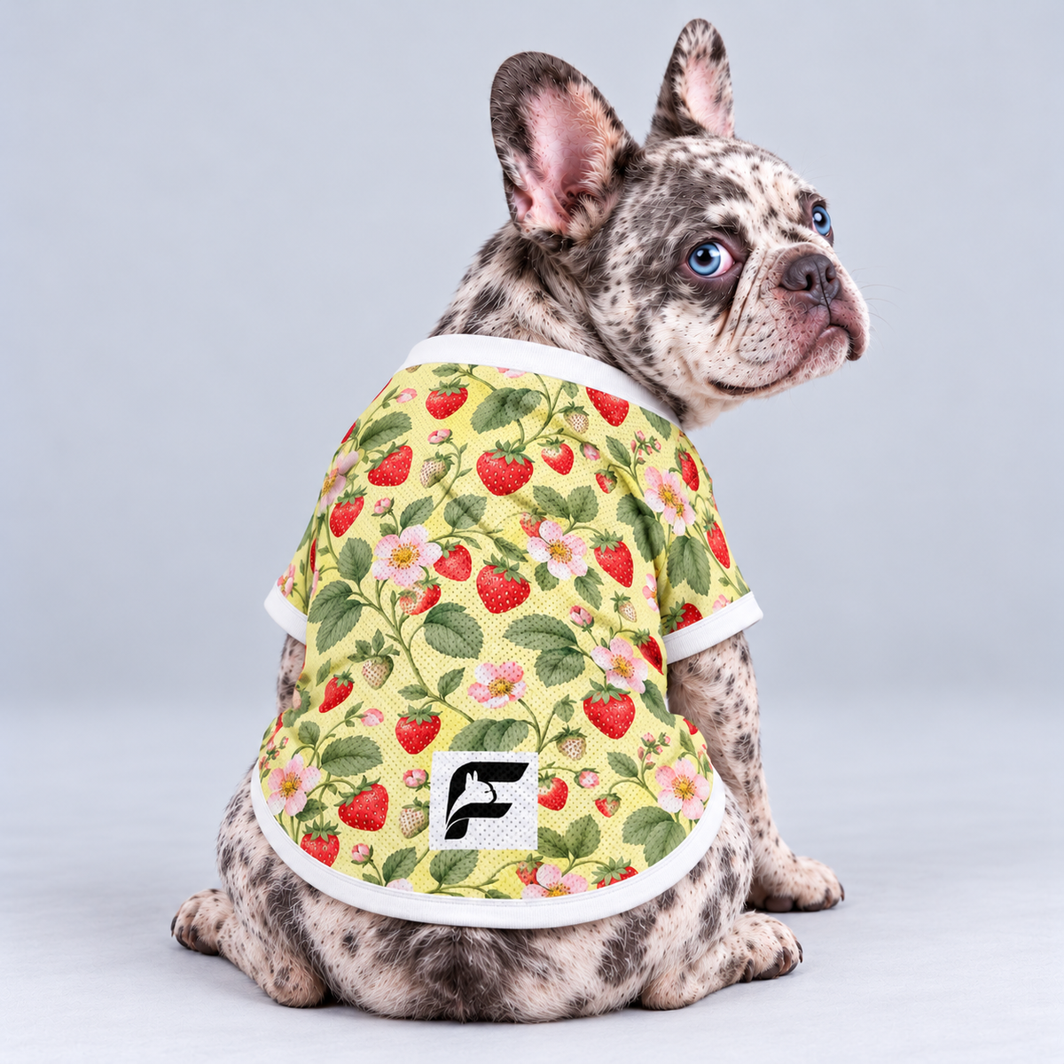 Strawberry Patch mesh dog shirt, back view on our Frenchie model with signature white-square logo