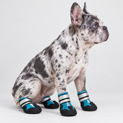 Merle French Bulldog wearing blue waterproof PawLuxe booties in right-facing side profile
