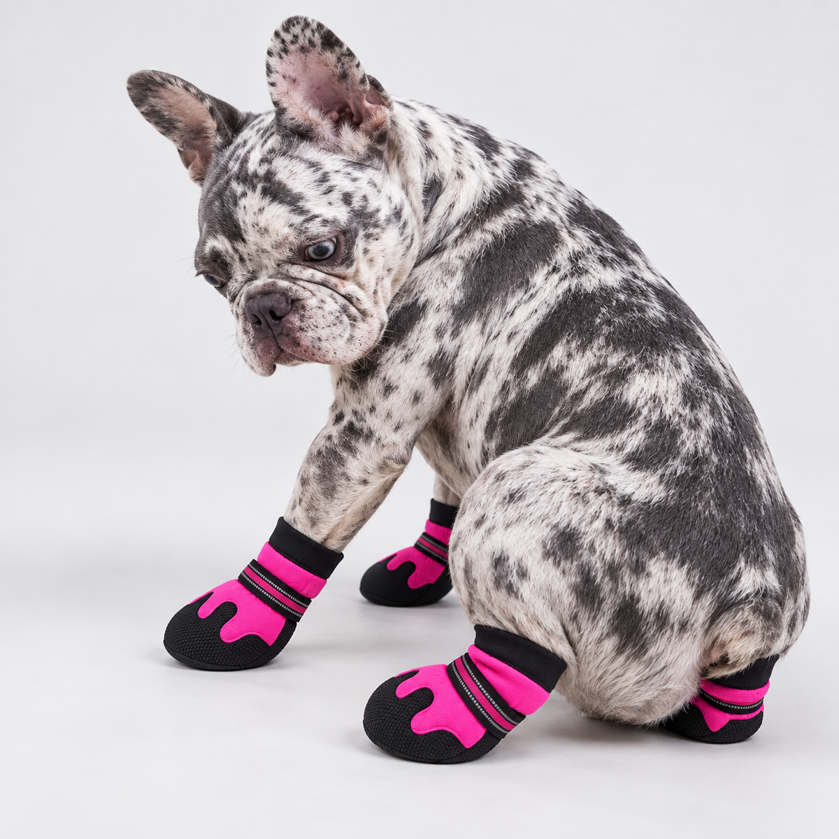 Merle French Bulldog in a rear three-quarter pose wearing pink breathable mesh PawLuxe booties