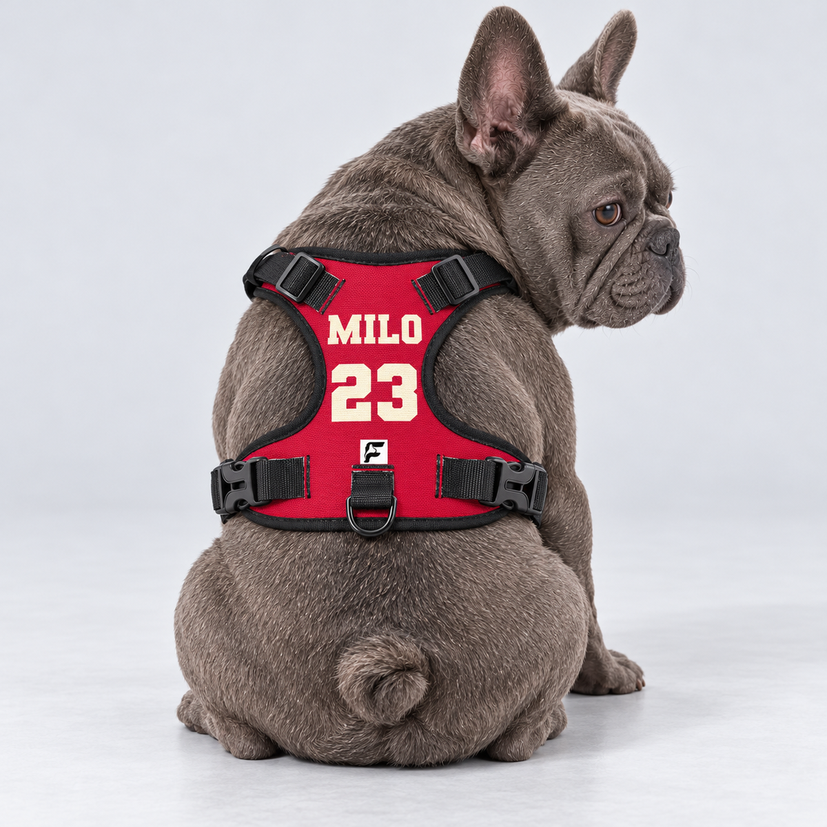 Blue-gray French Bulldog wearing a red personalized MILO 23 harness, back view with full red panel