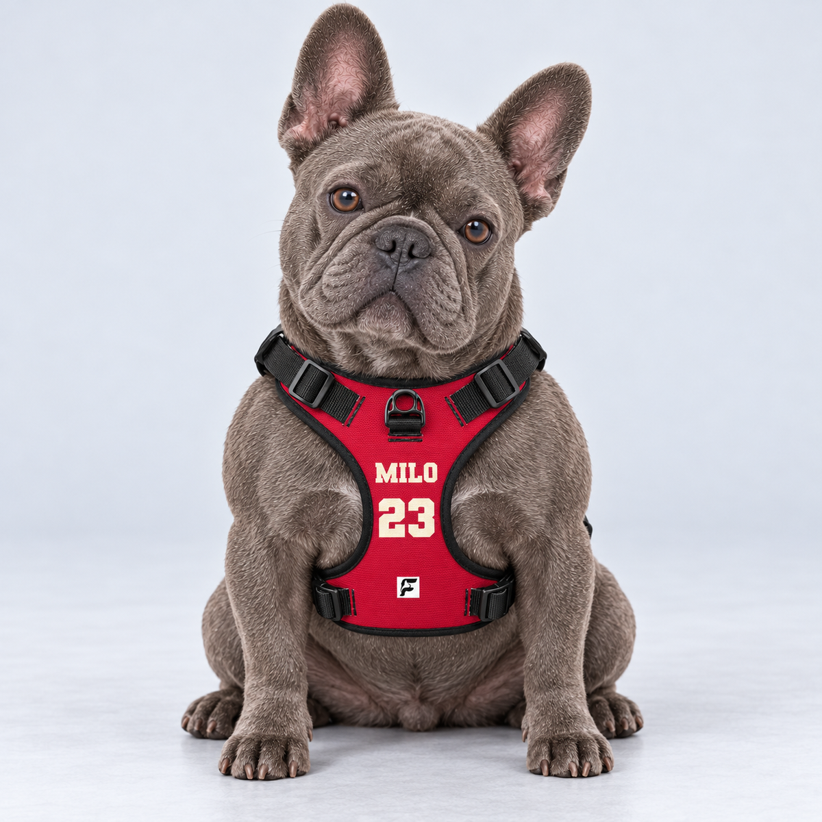 Blue-gray French Bulldog wearing a personalized red MILO 23 harness, front view with chest attachment ring
