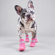 Merle French Bulldog walking forward in pink protective dog boots