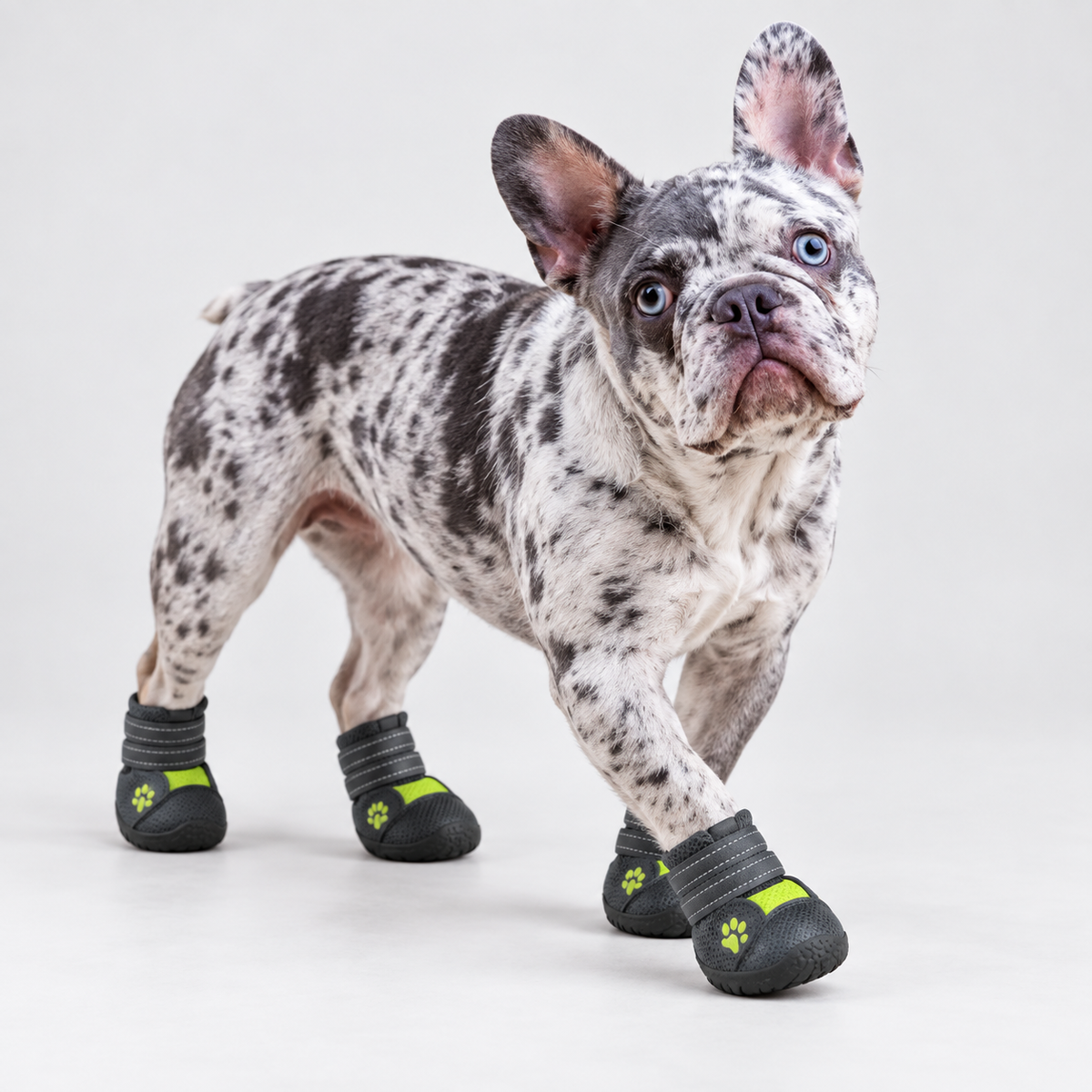 Walking merle French Bulldog wearing green-accent PupLuxe reflective booties