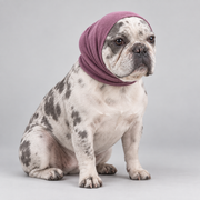 purple ear wrap merle frenchie
