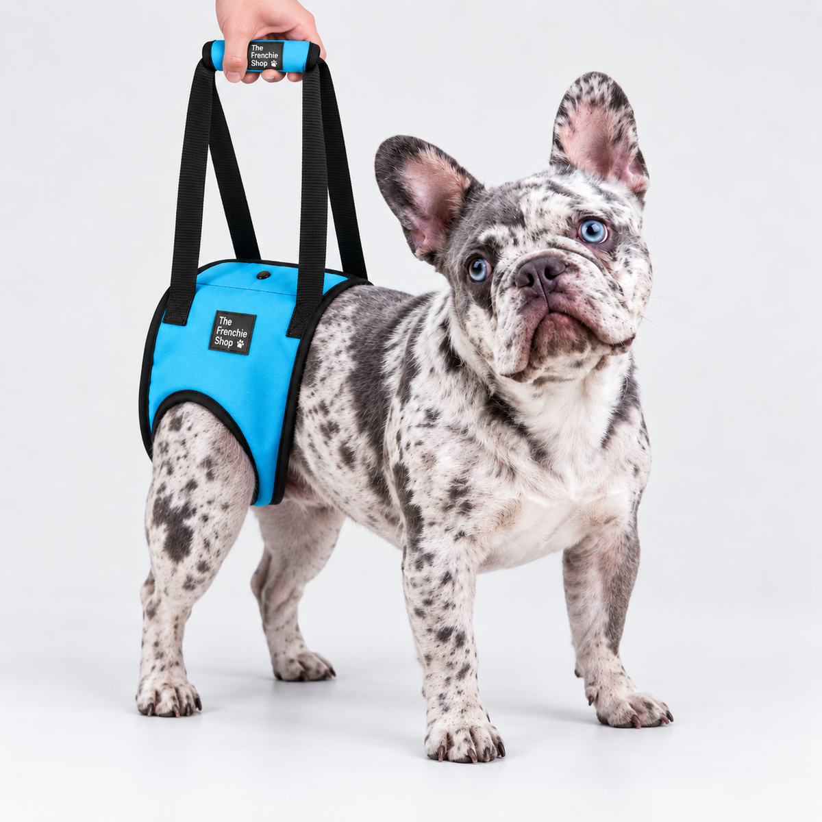 Rear-Leg French Bulldog Support Harness — Blue — Frenchie wearing product
