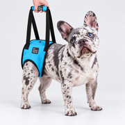 Rear-Leg French Bulldog Support Harness — Blue — Frenchie wearing product