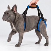 Rear-Leg French Bulldog Support Harness — Blue — Frenchie wearing product