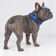 Reflective French Bulldog Collar with Tracker Holder — Blue – Tracker Not Included — Frenchie wearing product