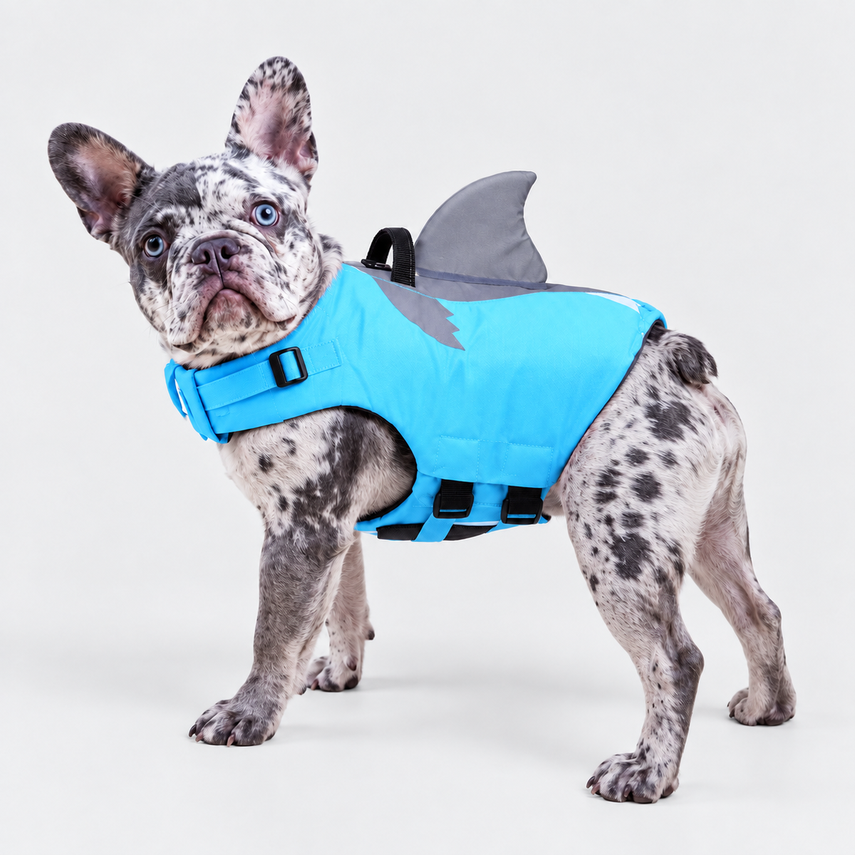 Merle French Bulldog wearing the blue reflective shark-fin life vest