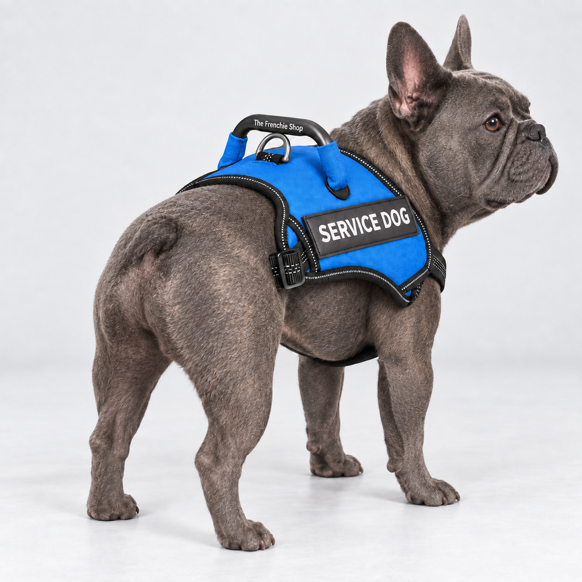 Saddle-Style French Bulldog Harness — Blue — Frenchie wearing product