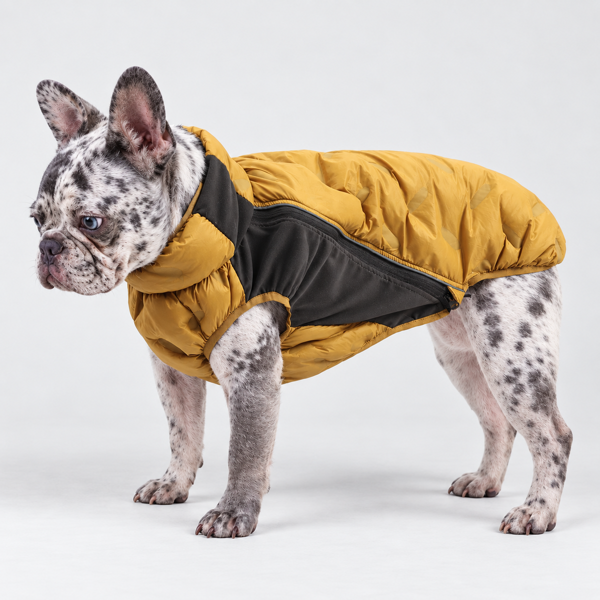 Stretch French Bulldog Down Jacket — Yellow, French Bulldog studio photo
