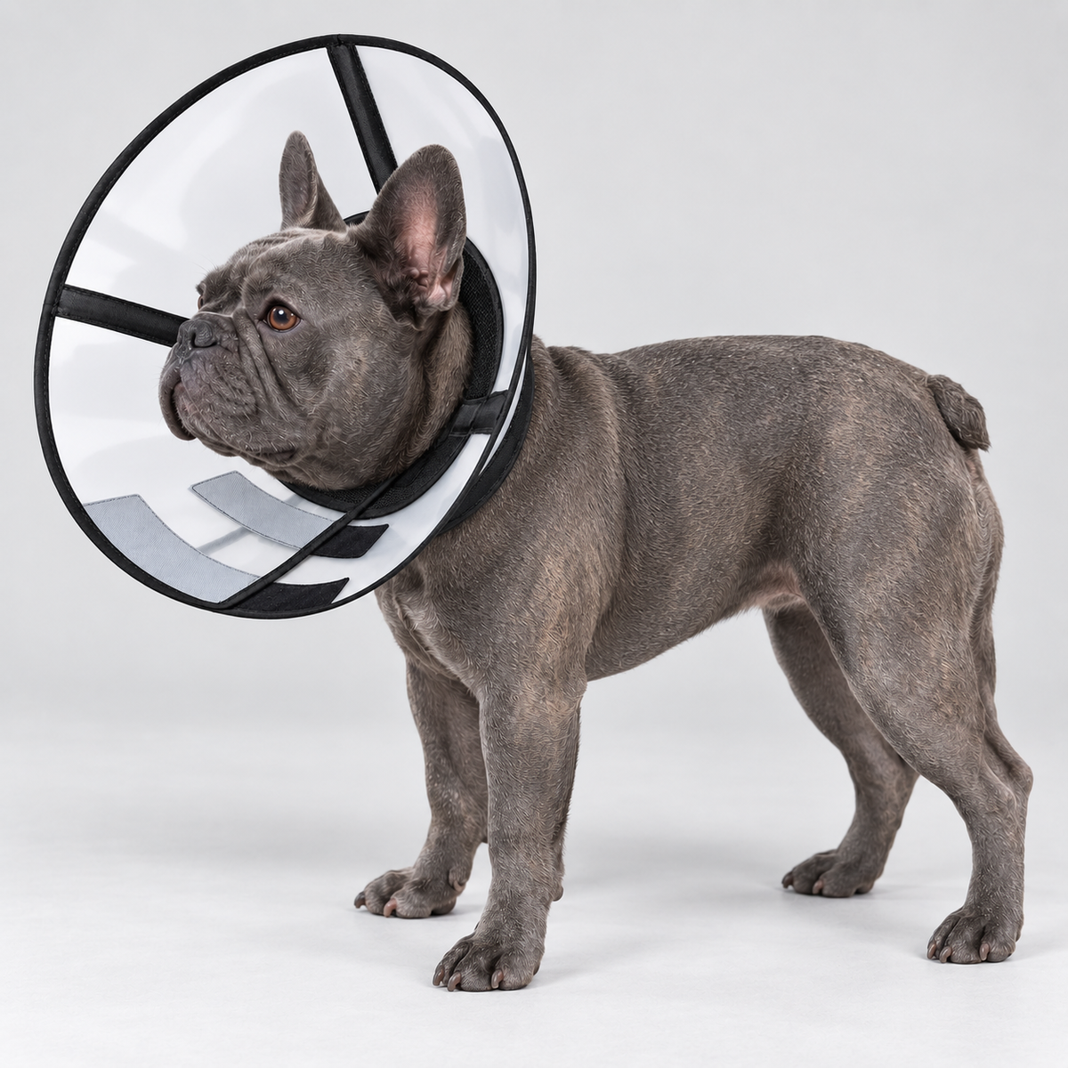 Transparent Foldable Deep French Bulldog Recovery Cone — Black — Frenchie wearing product