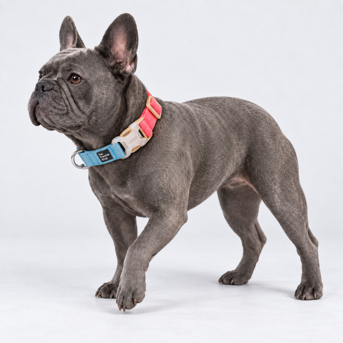 Two-Tone French Bulldog Collar & Leash — Pink Blue Collar — Frenchie wearing product