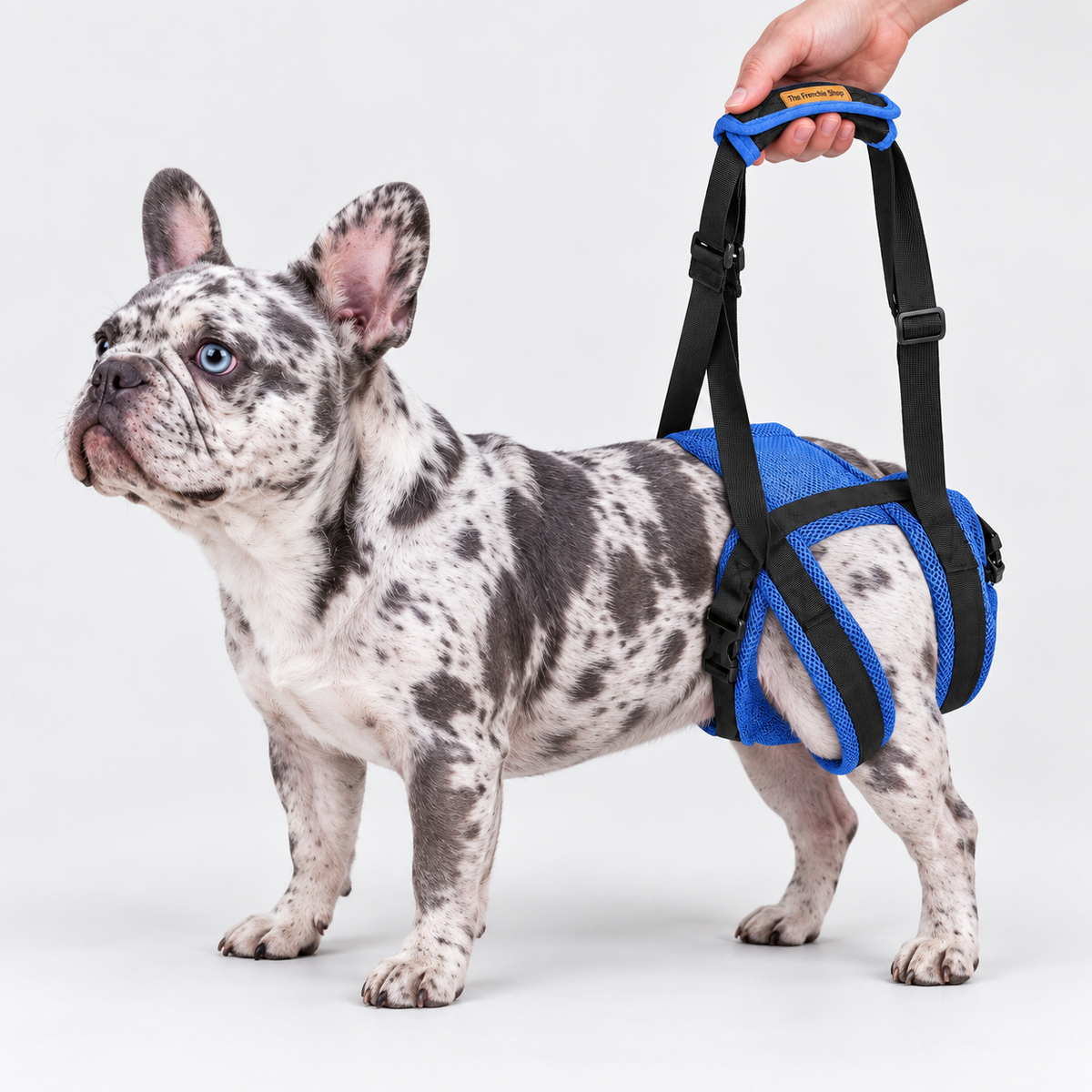 Upgraded Rear-Leg French Bulldog Support Harness — Blue — Frenchie wearing product