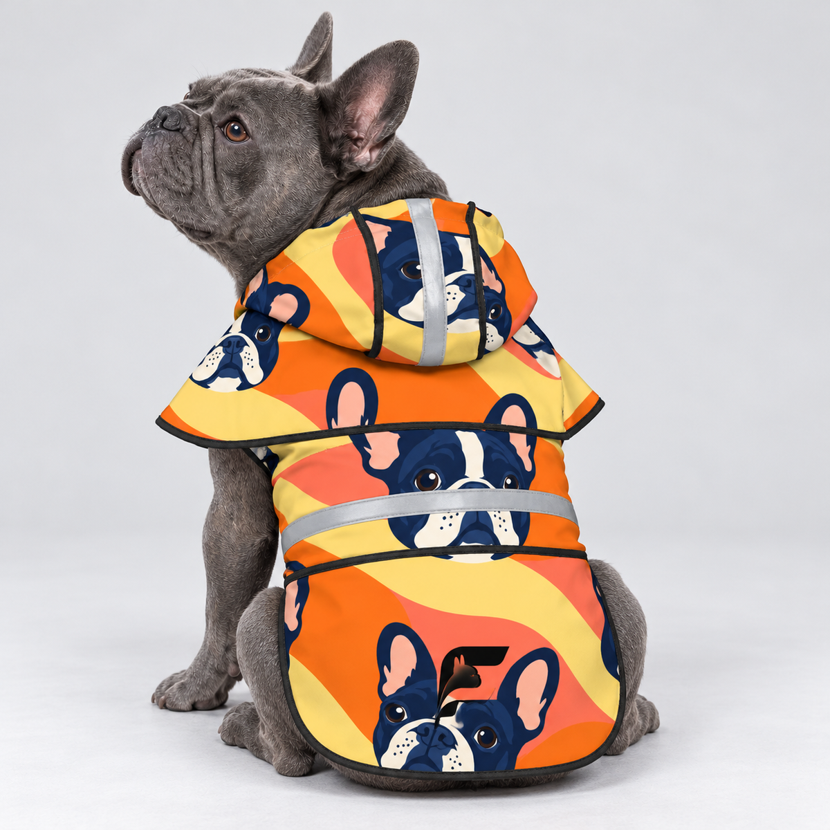 Citrus Spritz French Bulldog raincoat on Frenchie model