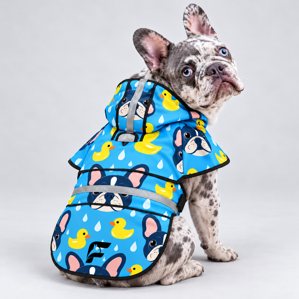 Ducky Day French Bulldog raincoat on Frenchie model